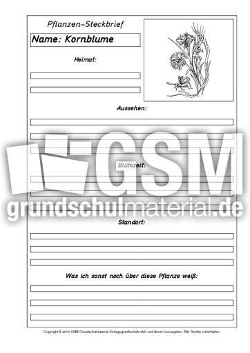 Pflanzensteckbriefvorlage-Kornblume-SW.pdf